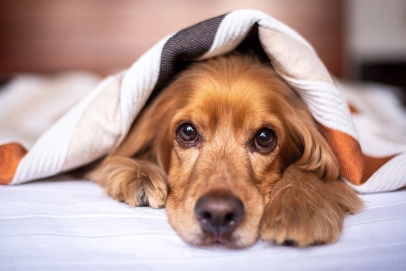 Discover the Best Pet-Friendly Neighborhoods and Amenities in Antalya Discover the Best Pet-Friendly Neighborhoods and Amenities in Antalya